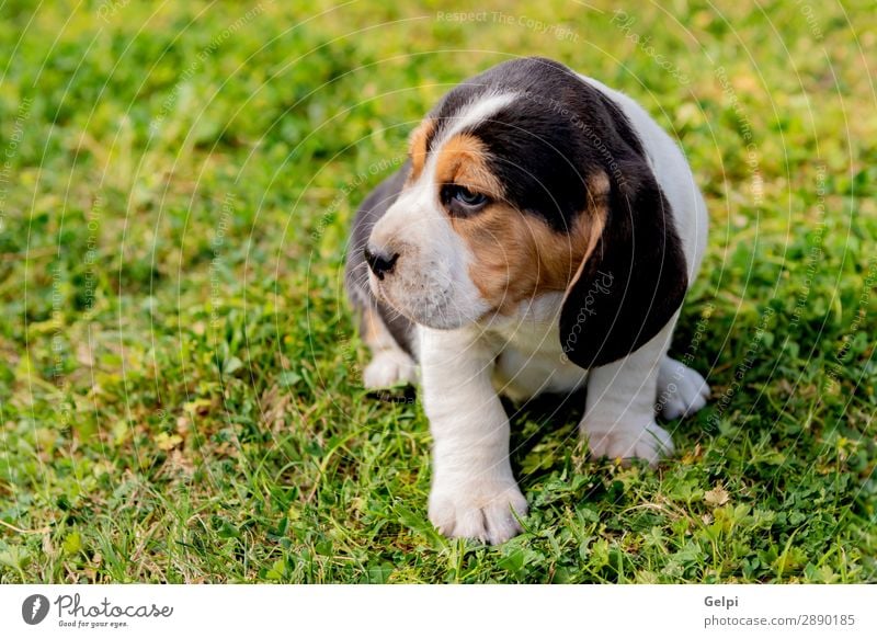 Schöner Beagle-Welpe auf dem grünen Gras Garten Freundschaft Natur Landschaft Tier Haustier Hund klein niedlich verrückt braun weiß gehorsam Energie jung