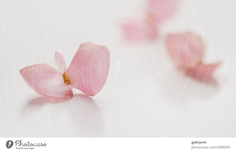 Leise Töne Natur Blatt Blüte Topfpflanze Duft exotisch positiv feminin rosa weiß Gefühle Stimmung Lebensfreude Frühlingsgefühle Vertrauen Sympathie Romantik