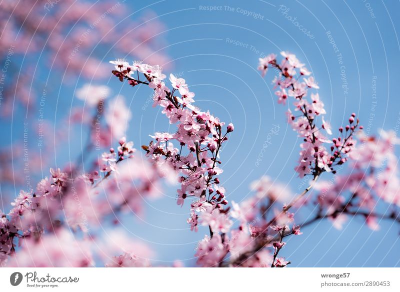 Frühlingsmotiv Natur Pflanze Himmel Wolkenloser Himmel Schönes Wetter Baum Blüte Kirschbaum Zierkirsche Garten Park Blühend schön blau mehrfarbig rosa Gefühle