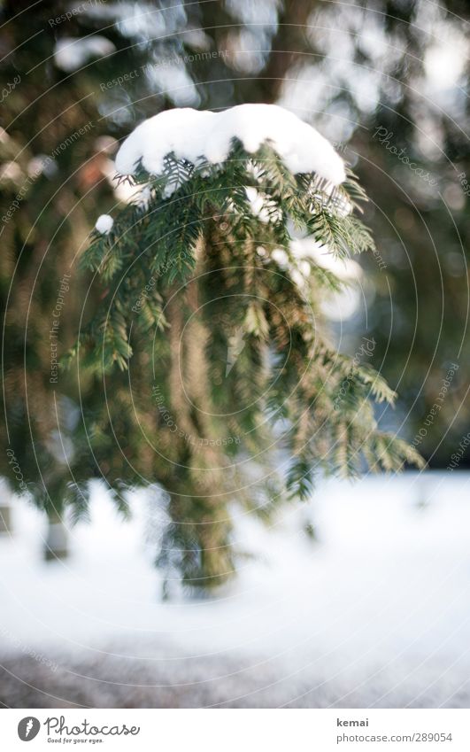 Eine Ladung Schnee Umwelt Natur Pflanze Winter Eis Frost Baum Tanne Fichte Nadelbaum Tannennadel Zweig Ast Park kalt Spitze grün weiß schwer bedeckt Farbfoto