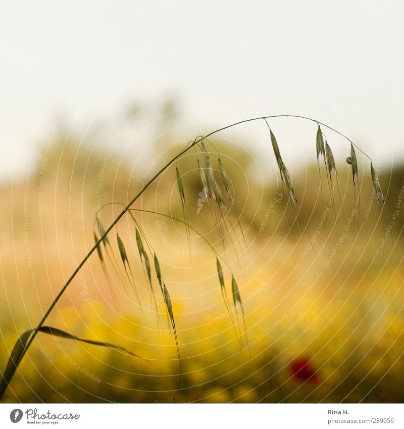 FrühLing Frühling Schönes Wetter Feld Blühend natürlich gelb Lebensfreude Frühlingsgefühle Getreide Halm Quadrat Farbfoto Außenaufnahme Menschenleer