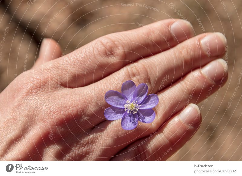 Leberblümchen harmonisch Zufriedenheit Meditation Mann Erwachsene Hand Finger Natur Sonnenlicht Frühling Pflanze Blume Blüte Park Wald wählen berühren