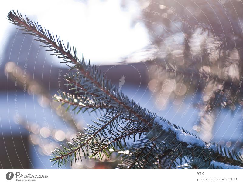 Winter's Day Umwelt Natur Pflanze Urelemente Luft Wasser Himmel Sonnenlicht Klima Klimawandel Wetter Schönes Wetter Eis Frost Schnee Baum Grünpflanze Wald