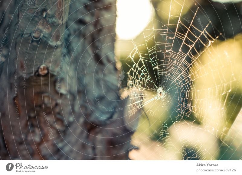 Architektur im Tierreich Baum Rinde Natur Spinne Netz grün gelb weiß braun