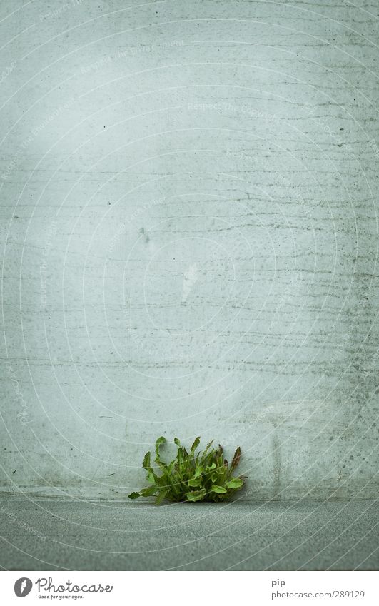 grün vs grau Pflanze Sommer Blatt Löwenzahn Mauer Wand Fassade Beton Stadt Energie Kraft Leben Überleben Durchschlagskraft Durchsetzungsvermögen erobern