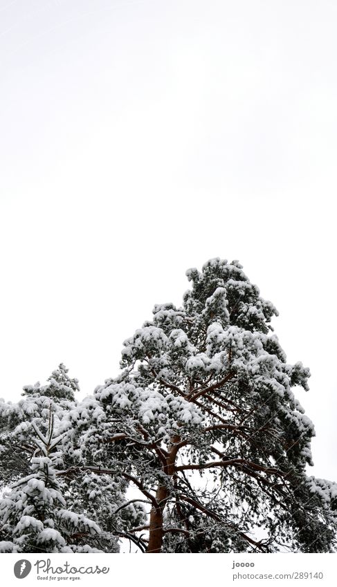 Snowwhite Himmel Wolken schlechtes Wetter Schnee Baum Wald groß kalt grau Farbfoto Schwarzweißfoto Gedeckte Farben Außenaufnahme Textfreiraum oben