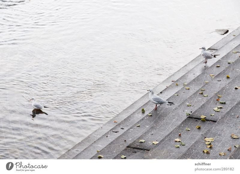 Treppenwitz Tier Wildtier Vogel 3 Tiergruppe stehen grau Möwe Möwenvögel Flussufer Uferdamm Uferbefestigung Uferpromenade Niveau Wasser Rhein Blatt trist Küste