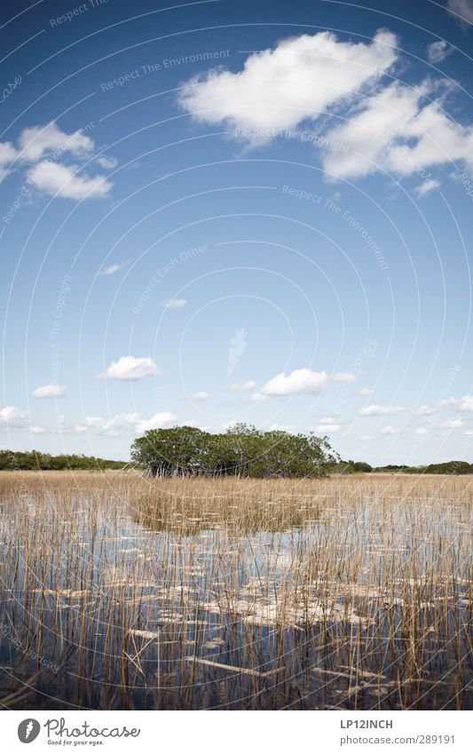 9 Mile Pond II. XXXXV Ferien & Urlaub & Reisen Tourismus Ausflug Abenteuer Ferne Umwelt Natur Landschaft Pflanze Tier Wasser Wolken Fluss Everglades NP Florida