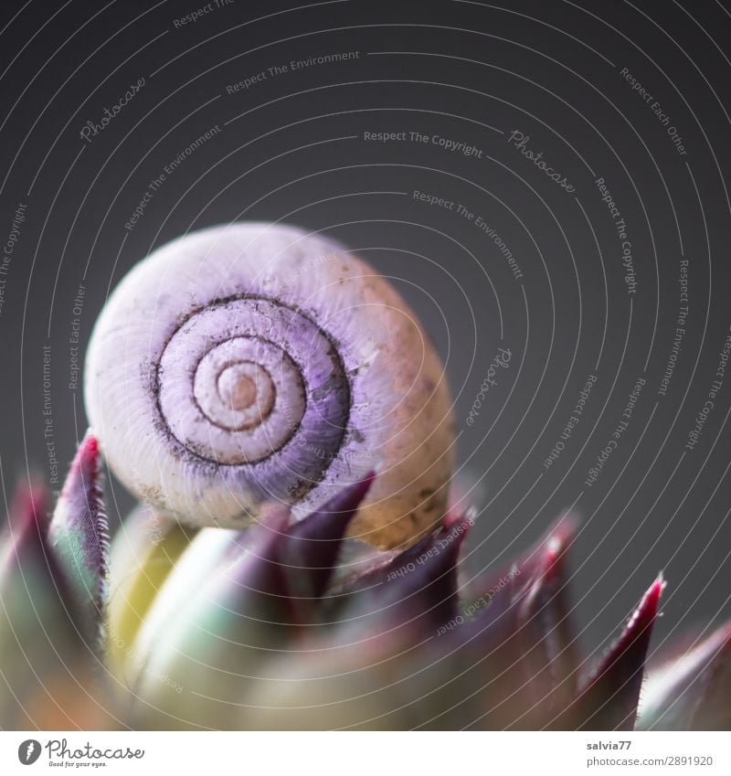 rund und spitz Umwelt Natur Pflanze Blatt Fetthenne Sempervivum oben Spitze stachelig Design Symmetrie Strukturen & Formen Kontrast Spirale Gegenteil