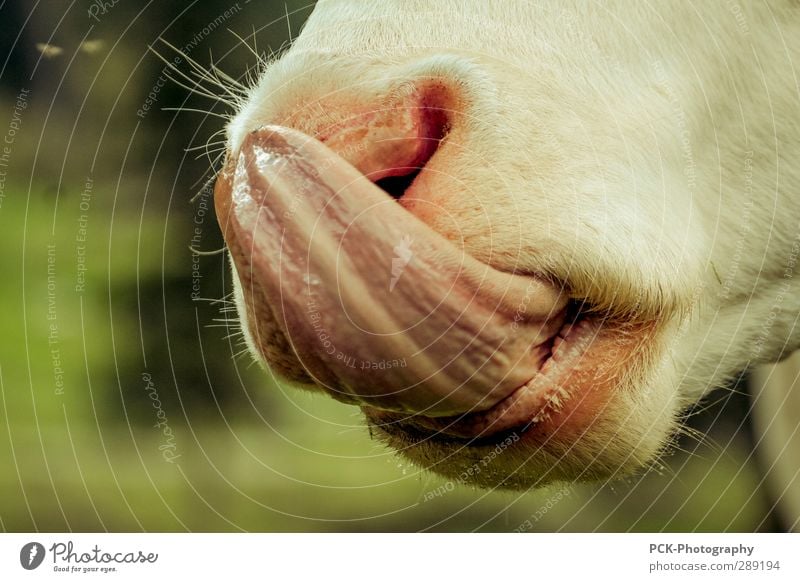 Leck mich Natur Tier Nutztier Kuh 1 lachen Zunge Rind Fell Nasenloch Kalb lecker lutschen Farbfoto Außenaufnahme Tag Tierporträt