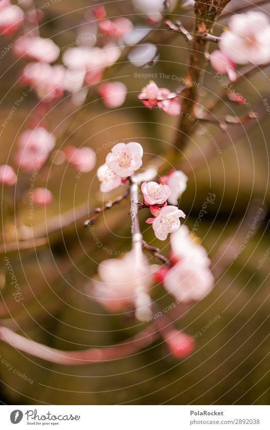 #S# Frühlings Feeling Umwelt Natur Landschaft Pflanze Fröhlichkeit Blüte Blütenknospen Frucht rosa Baum Frühlingsgefühle Garten Aprikosenbaum aufwachen