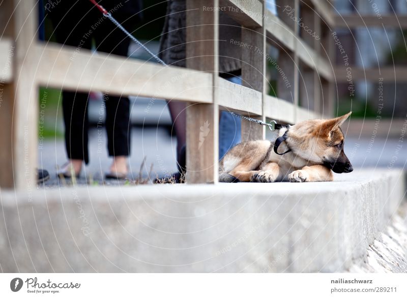 Langweilig Tier Garten Park Brücke Terrasse Haustier Hund deutsche schäferhund 1 Tierjunges beobachten Denken entdecken Erholung liegen Blick Freundlichkeit