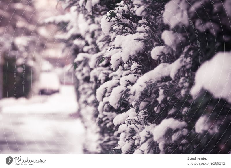 Der Winter war da. Schnee Tuja Sträucher Hecke Straße PKW kalt weiß Klima Vergänglichkeit Jahreszeiten Wandel & Veränderung Farbfoto Außenaufnahme Tag Dämmerung