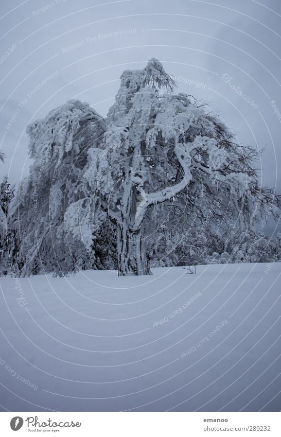 angepustet Umwelt Natur Landschaft Winter Klima Klimawandel Wetter schlechtes Wetter Wind Schnee Schneefall Pflanze Baum Wald Alpen Berge u. Gebirge kalt grau