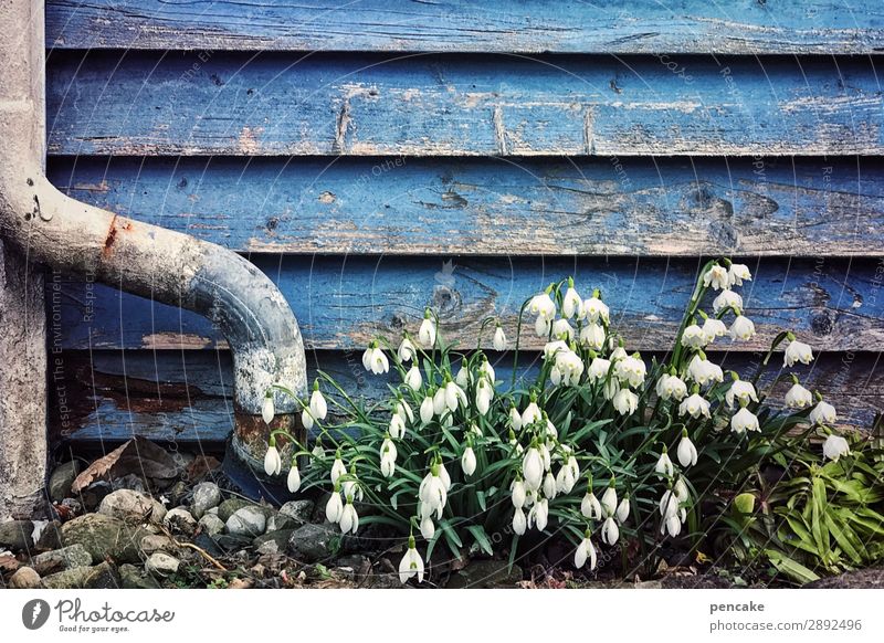 klingglöckchen Natur Pflanze Wasser Frühling Blume Blüte Garten Wachstum Schneeglöckchen Märzenbecher Holzwand blau verwittert Regenrohr frisch Beginn Farbfoto