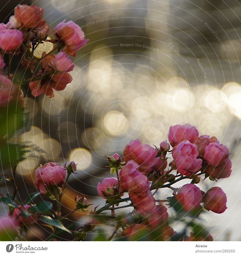 Rosen am alten Brunnen Natur Pflanze Wasser Wassertropfen Schönes Wetter Blume Blüte Park Tropfen Blühend glänzend gold rosa Stimmung Romantik Nostalgie