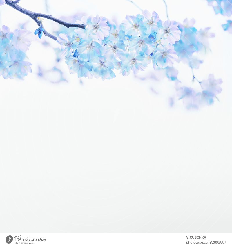Blaue Blüte auf weißem Hintergrund Design Sommer Natur Pflanze Frühling Blühend blau Hintergrundbild Vor hellem Hintergrund Farbfoto Außenaufnahme Makroaufnahme