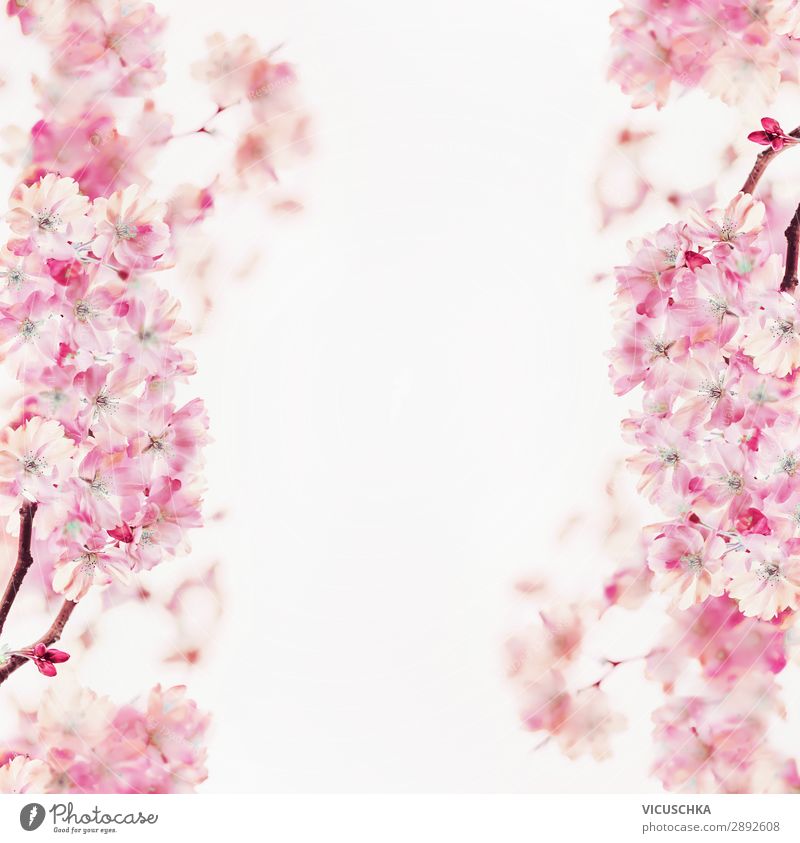 Frühlingsblüten Rahmen auf weißem Hintergrund Lifestyle Design Sommer Natur Pflanze Blatt Blüte Blühend rosa Hintergrundbild Kirschblüten Vor hellem Hintergrund