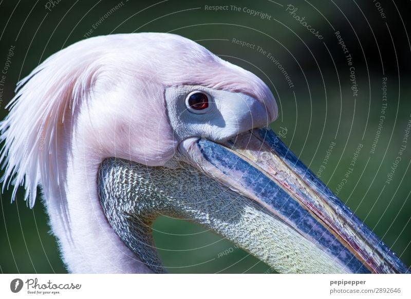 Pelikan Tier Nutztier Vogel Tiergesicht Blick rosa Auge Schnabel Hals Feder Kopf Farbfoto Totale Tierporträt