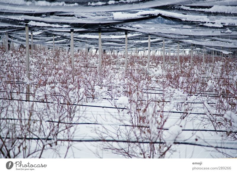 Heidelbeeren-Feld Umwelt Natur Winter Schnee Pflanze Sträucher kalt weiß Blaubeeren Bauernhof Landwirtschaft Farbfoto Außenaufnahme Menschenleer Tag