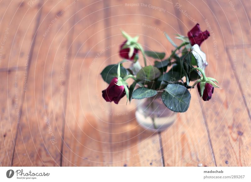 Vergänglichkeit Rose Gefühle Willensstärke Mut Romantik Opferbereitschaft Hilfsbereitschaft ästhetisch Einsamkeit Ende Enttäuschung Fürsorge Gesundheit Hoffnung