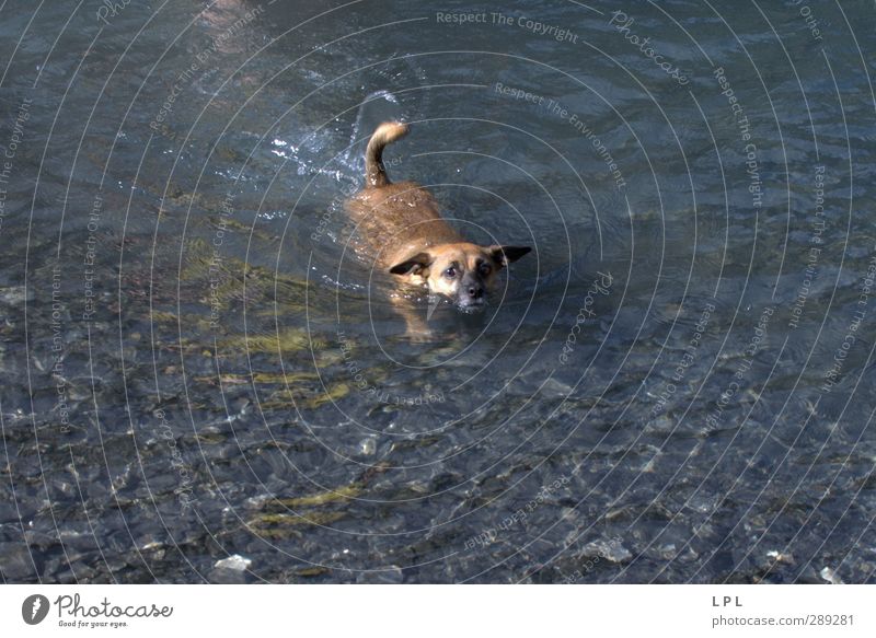 swimming dog reaches shore Berge u. Gebirge wandern Umwelt Natur Wasser See Tier Haustier Hund Tiergesicht Fell 1 Bewegung Schwimmen & Baden lustig nass