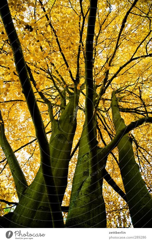 Ein Herbstfoto kann man immer mal gebrauchen. Umwelt Natur Landschaft Pflanze Klima Klimawandel Wetter Baum Blatt Wildpflanze Park Wald gut schön Gelassenheit