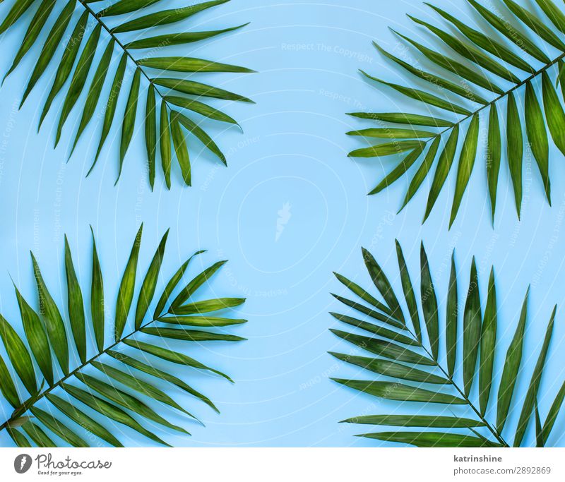 Palmblatt auf blauem Hintergrund exotisch Ferien & Urlaub & Reisen Sommer Blatt frisch modern natürlich oben Farbe Textfreiraum tropisch Handfläche