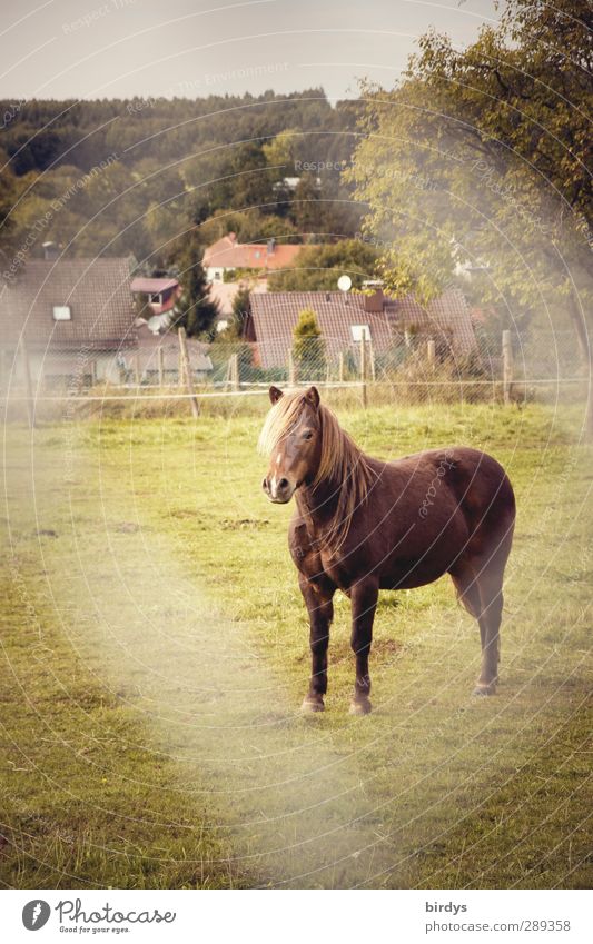 Vor - Ort - Pferd Wiese Weide Dorf 1 Tier stehen ästhetisch Freundlichkeit Originalität ruhig Langeweile Gelassenheit Natur Maschendrahtzaun Farbfoto