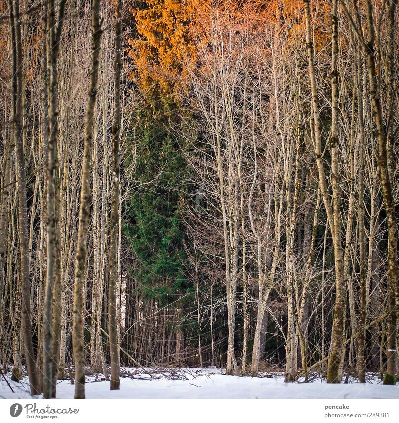 wintersonnenwende Natur Landschaft Winter Schnee Baum Wald Gefühle Müdigkeit Sehnsucht Idylle Wintersonnenwende restlicht Letzte Runde orange grün Ende