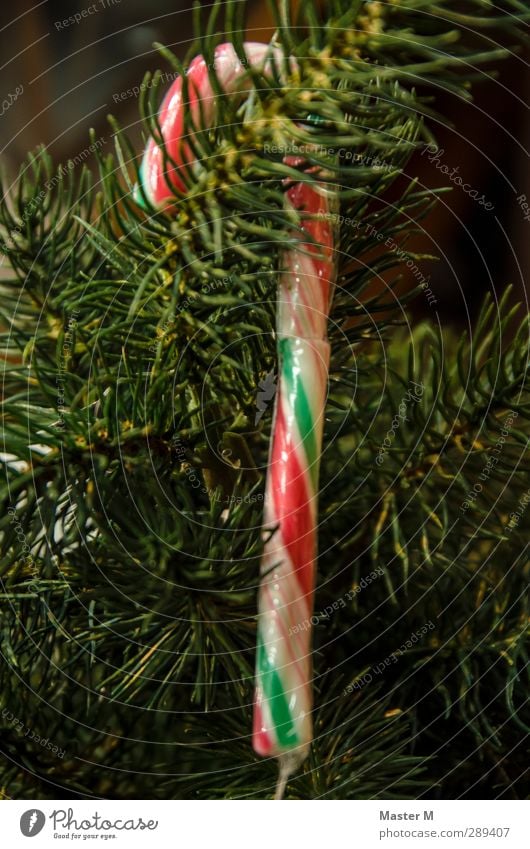Süße Baumfrucht Süßwaren Weihnachten & Advent Natur Dekoration & Verzierung Glück Zuckerstange mehrfarbig schön Tanne Tannenzweig Farbfoto Innenaufnahme