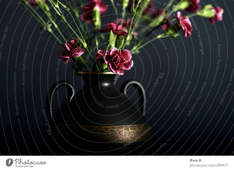 SchnittNelken II für Frau L. Stil Blume Nelkengewächse Vase Blühend gold rot schwarz Stillleben Blumenstrauß Durchschnitt Dekoration & Verzierung Tragegriff
