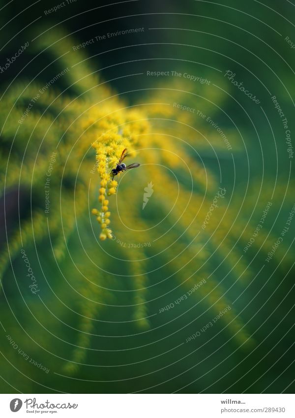 Nektarrausch & Pollentaumel Schwebfliege Kanadische Goldrute Insekt Natur Sommer Pflanze Wildpflanze Fliege gelb grün