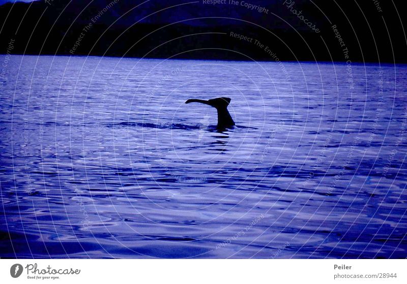 Whalewatching Wal tauchen violett Wasser Watching