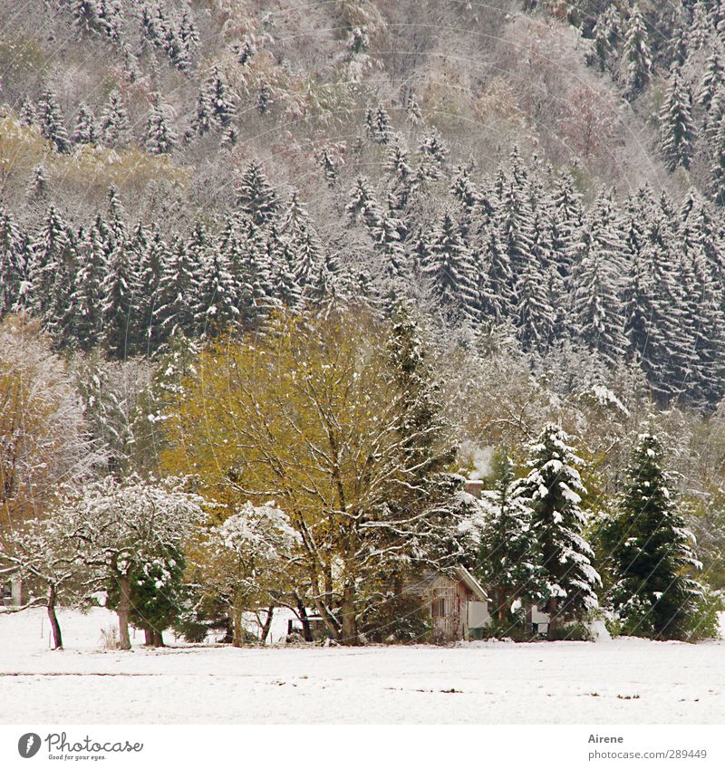 Die Hütte Natur Landschaft Pflanze Winter Schnee Baum Wald Alpen Berge u. Gebirge Menschenleer Holz kalt gelb grün weiß Schutz Geborgenheit ruhig Einsamkeit