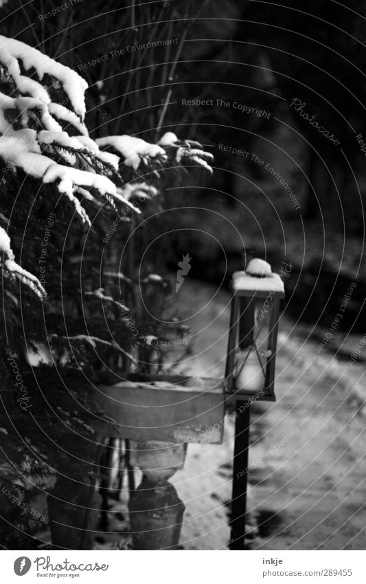winter Winter Schnee Sträucher Nadelbaum Garten Park Menschenleer Wege & Pfade dunkel Laterne Kerze Schwarzweißfoto Außenaufnahme Detailaufnahme Tag Abend