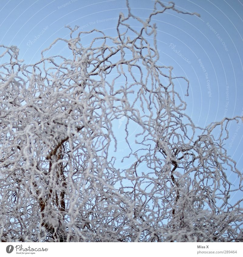 Winter Eis Frost Baum Sträucher kalt weiß Weide Farbfoto Außenaufnahme Muster Menschenleer Hintergrund neutral