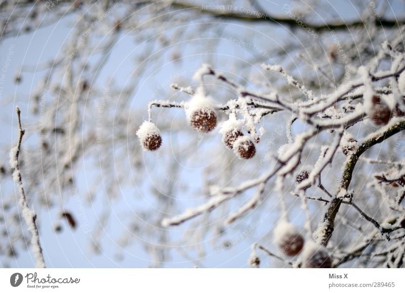 Winter Eis Frost Schnee Baum Sträucher kalt weiß Quaste Platane Ast Farbfoto Außenaufnahme Nahaufnahme Menschenleer Schwache Tiefenschärfe