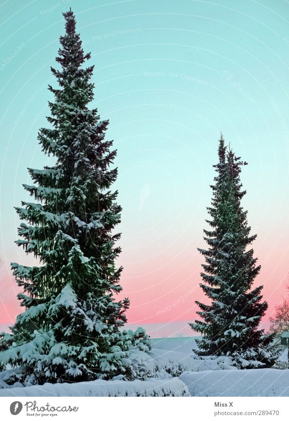 Winter Natur Schönes Wetter Eis Frost Schnee Baum groß kalt weiß Tanne 2 Farbfoto mehrfarbig Außenaufnahme Menschenleer Textfreiraum oben Morgen Morgendämmerung