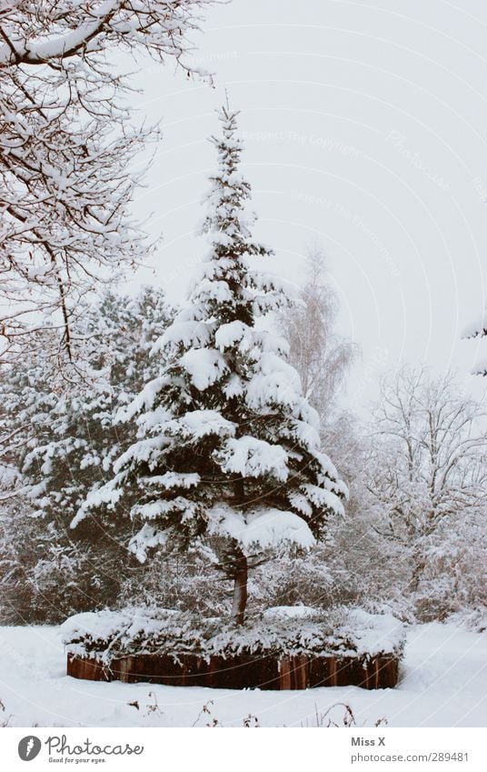 Winter Eis Frost Schnee Baum Garten Park kalt weiß Tanne Farbfoto Gedeckte Farben Außenaufnahme Menschenleer