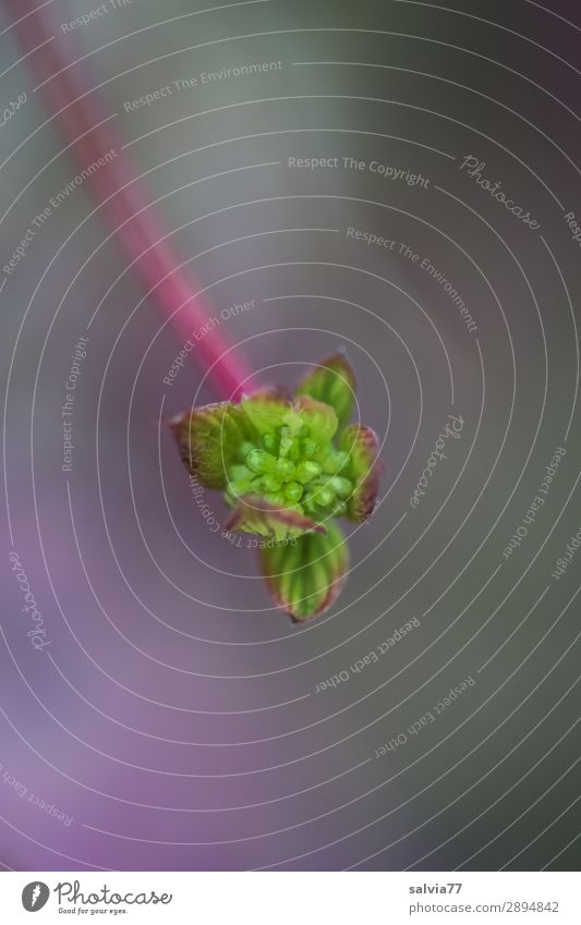 zartes grün, Blütenknospe des roten Hartriegels Knospe Pflanze grauer hintergrund weich frisch pink Wachstum Natur Frühling Schwache Tiefenschärfe Makroaufnahme