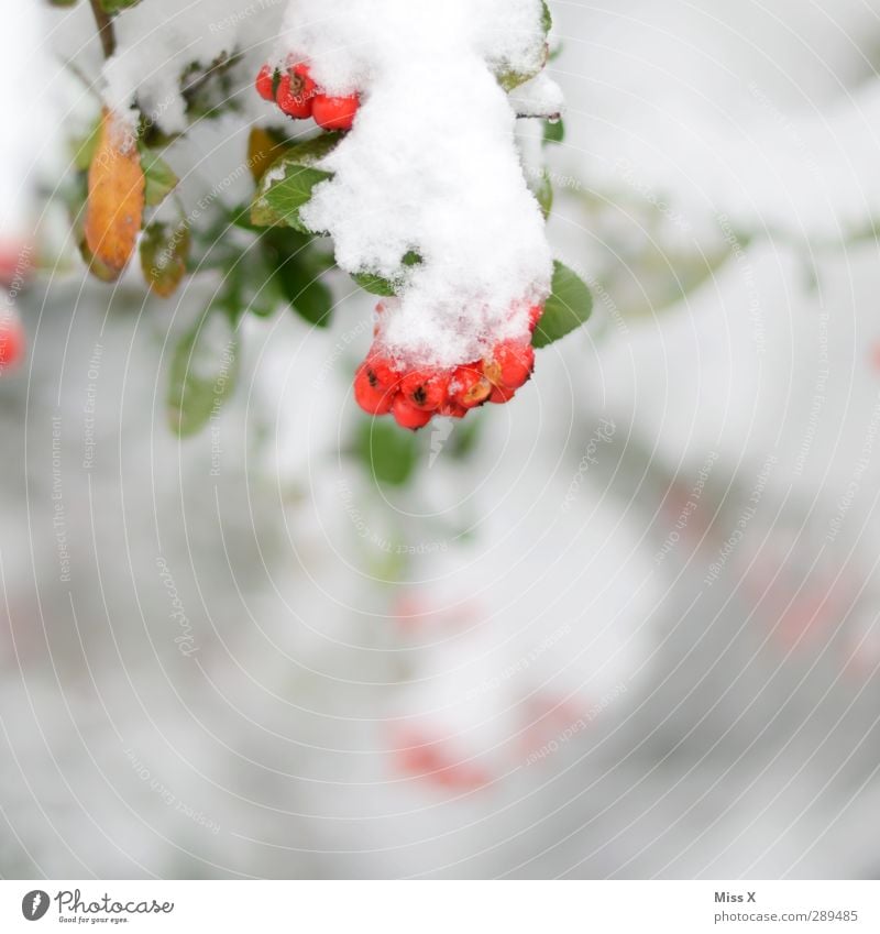 Winter Eis Frost Schnee Pflanze Sträucher kalt rot weiß Beeren Farbfoto mehrfarbig Außenaufnahme Nahaufnahme Menschenleer Textfreiraum unten