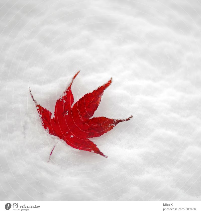 Winter Schnee Blatt kalt rot Ahornblatt Farbfoto mehrfarbig Außenaufnahme Nahaufnahme Menschenleer Textfreiraum rechts Textfreiraum oben Hintergrund neutral