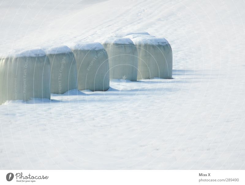 Winter Schnee Feld kalt weiß Heuballen Farbfoto Außenaufnahme Muster Menschenleer Hintergrund neutral