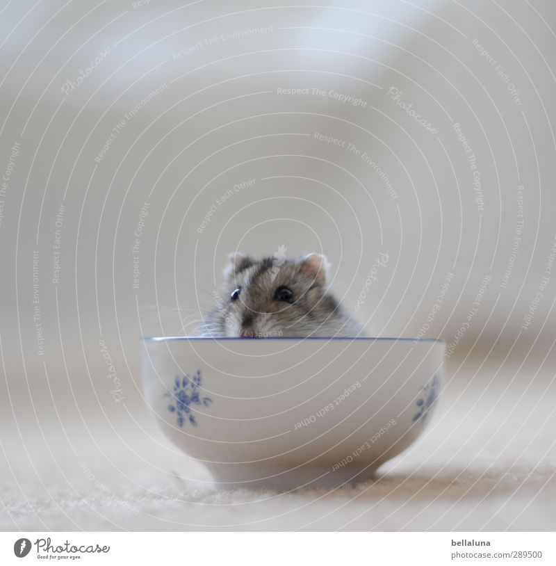 Karlis Arche | Weltuntergang Tier Haustier Fell 1 sitzen blau grau schwarz weiß Tasse Hamster Zwerghamster hockend Farbfoto Gedeckte Farben mehrfarbig