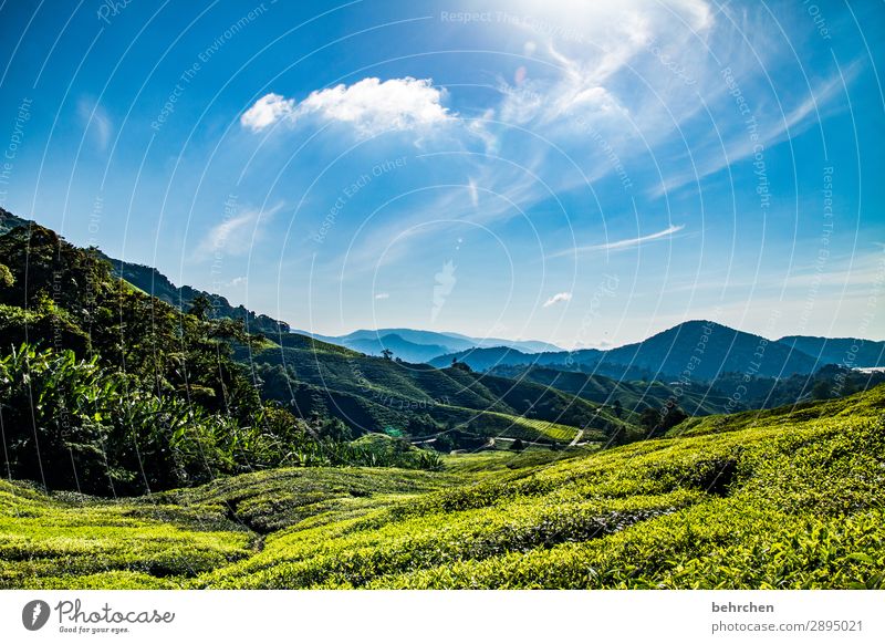 motivationstee Urwald Regenwald Malaysia cameron highlands Tee Teepflanze Teeplantage weite Ferne Fernweh reisen Ferien & Urlaub & Reisen Tourismus Ausflug