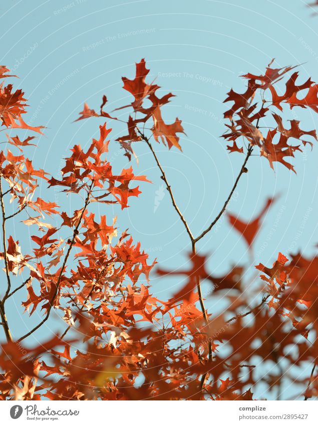 Es wird Herbst! Ferien & Urlaub & Reisen Berge u. Gebirge wandern Umwelt Natur Himmel Sonne Klima Klimawandel Pflanze Baum Blatt Garten Park Wald exotisch blau