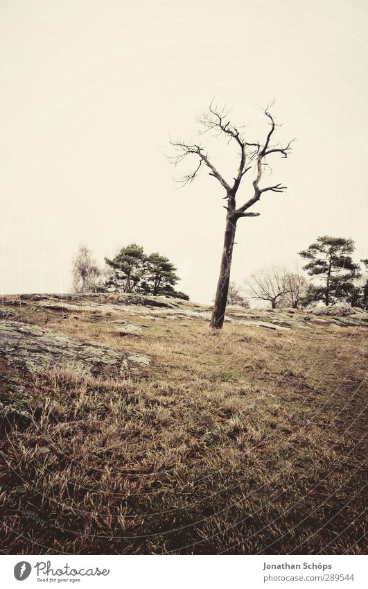 hietaniemen ranta III Umwelt Natur Landschaft schlechtes Wetter Baum Endzeitstimmung Tod Winter Helsinki trüb trist ausdruckslos kahl Traurigkeit einzeln Ödland