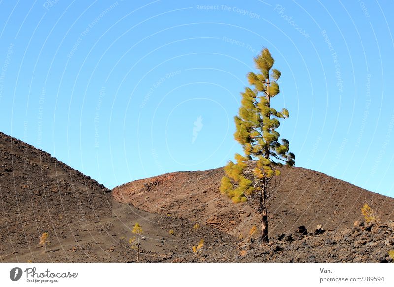 ach nee, doch nich | Überlebenskünstler Natur Landschaft Erde Wolkenloser Himmel Schönes Wetter Pflanze Baum Kiefer Hügel Felsen Stein blau grün einzeln