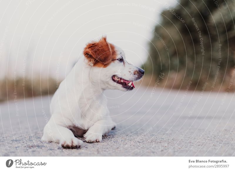 Porträt im Freien von einem süßen kleinen Hund, der auf dem Boden liegt. Lifestyle elegant Freude Glück schön Spielen Sommer Freundschaft Erwachsene Tier